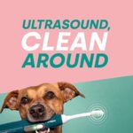 Ultrasound dog dental care