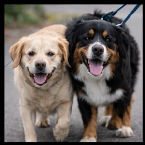 dog training - pulling on lead