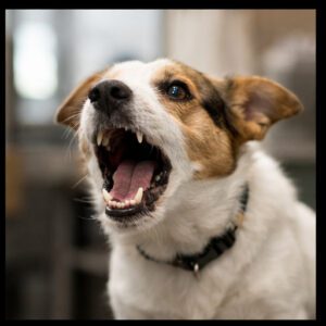 dog training - excessive barking